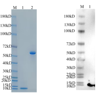 Reducing 4%-20% SDS-PAGE (CBB stained) and WB (Anti-His Mouse Monoclonal antibody) analysis profiles of purified LYPD1.
1. LYPD1: 1 μg
2. BSA: 1 μg